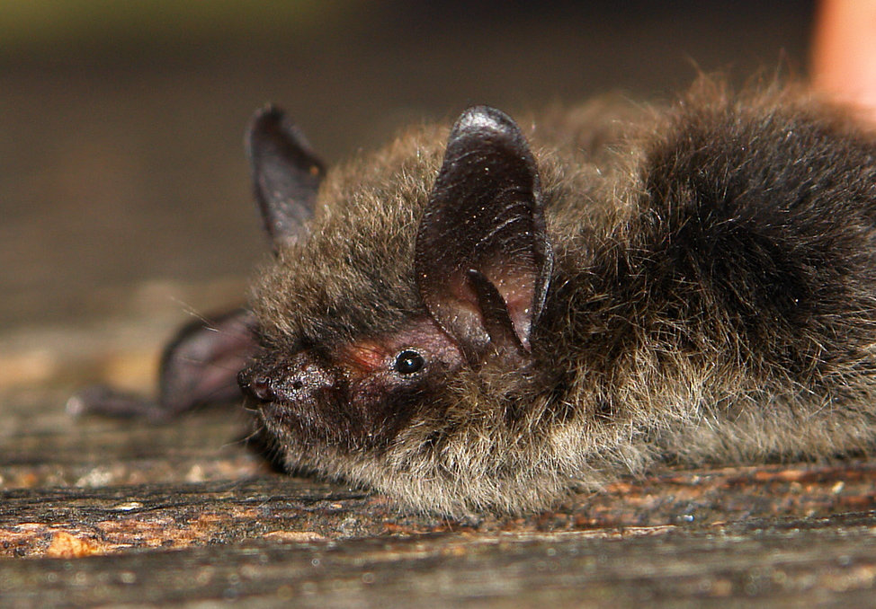 Brkati šišmiš - Tragus